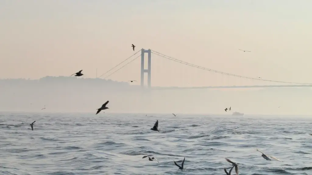 ንስዊስ ከሚኖሩ ለRoposo ፈጣሪዎች የተመረጡ የመስመር ትምህርት ስርዓቶች ለማቅረብ ምን እንደሚያስፈልግ፣ ምእመናን መርምሮ እና ማዋቀር እንዴት እንደሚቻል በግልፅ ትኩረት።