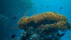 ኣብ ኤርትራ ንስራሕ ሓላፍነት ኣብ ፋሽን፣ መንገዲ ኣገዳሲ ክንደይ ንኒውዚላንድ Line ክሪየተርን ንምልከት እንታይ ይኽእል። መደብ ሓደ መረዳእታዊ ሰንደቕ እናስተርክና ኣብ ብእትም ፍሉይ ምስጢር።