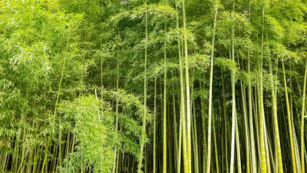 Practical guide for Eritrean advertisers to find North Macedonia Netflix creators, with outreach tactics, platform picks, and campaign setup.