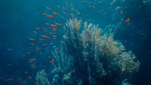 እቶ መረጃ ንኣብ ኤርትራ ኣባላት፡ እንታይ እንተኾይኑ Venezuela Josh creators ምርጥ እዩ ንፍልጠት ንproduct-led growth ብcreator content?