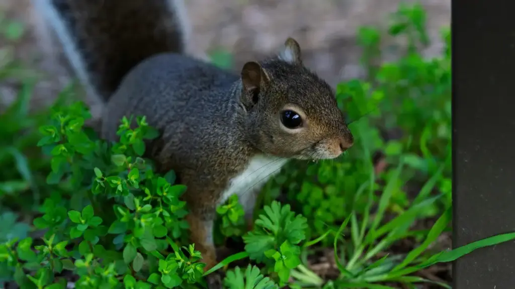 ኣብ 2025፣ እቲ ኣባል ከም ኤርትራዊ ፈርዖም ንሩስያ ብApple Music ብራንድ ክገናኝ እንታይ ክኸውን፧ ሓሳብ፣ ቴክኒካን ስርዓታትን ኣማራጺ ንብረት ምርጫዎ ኣብዚ ጽሑፍ ኣሎ።