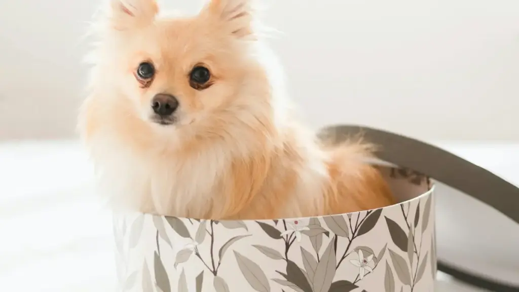 ንእተው ምርካብ፡ እንታይ እንተዘይኮነ ኣብ ፓራጋዊ Apple Music creators ንመልእኽቲ ሽያጥ ንምርሳሕ ዝኽእል መንገዲ ዝተለዋዋጥ ሓበሬታ እንረዳ።