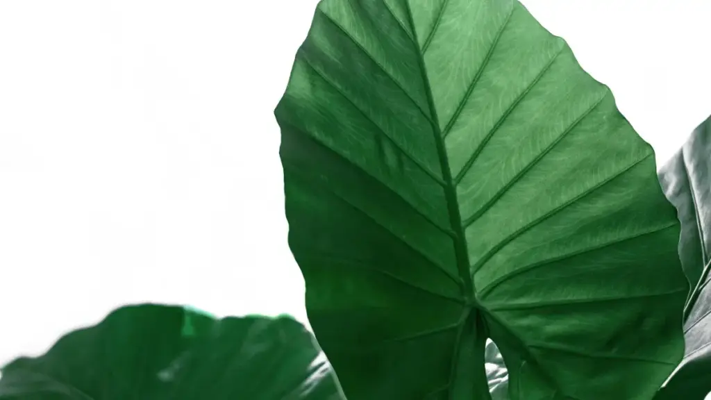 ምንታይ እንታይ እንተፈልጦ፧ እንታይ እንታይ ከናይ ጃፓን Chingari ይፈልጥ ንክትረዳ ለClean Beauty ብስራት ከም ክክክፈል?