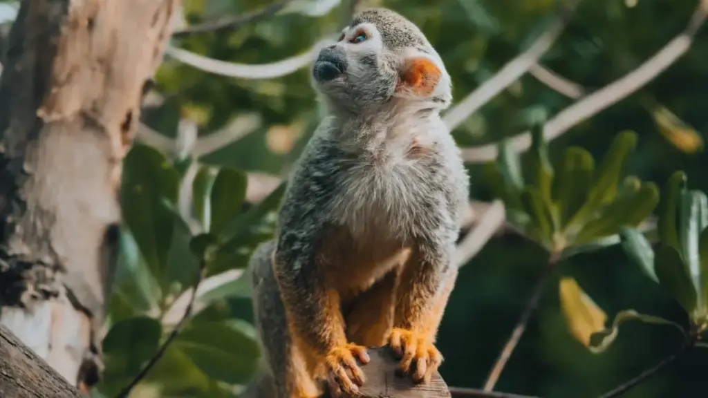 እቲ ጽሑፍ ክወሰን እዩ፡ ምእንቲ ኣማራጺ ለሸቐን ኣድራጊን እንታይ እንደብሉ ክኸውን እንተሃልዉ።