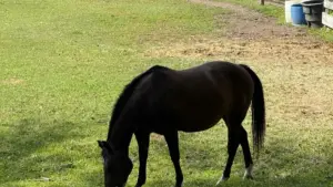 ንማሕበራዊ ሚዲያ ኣባላት ንAdvertisers ኣብ ኤርትራ፡ እንታይ እንተደሊኹ ንSingapore Hulu ሚክሮ ክሪየተሮች ንፕሮዳክት ትራያል ክኸውን ዝኽእል መርሓዊ ስርዓት።