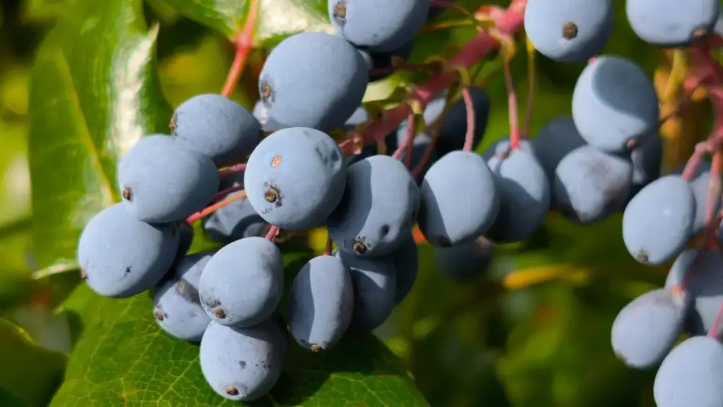 ንእሽቶ ፈለግካ ፣ Eritrea ካርኔት ክርክብ መርዓ ዝተለዋዋጠ እታ መረጃ። KakaoTalk ላይ Turkey ማርኬቶች ን styling challenges ክምልከት ምምሕዳር ዝኾነ ሓደ መንገዲ ኣብ ሓሳብ።