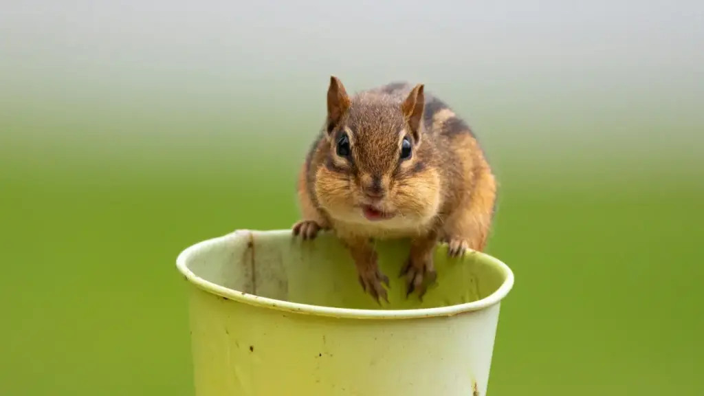 ብDisney Plus ላይ ብBahrain ብራንድ ምርካብ እና ግዜ ውስን ቅናሽ ኮድ ምክፋል እንታይ እና ከመይ ይሰርሕ እቲ ብግልጺ መንገዲ ንኣንባቢ ይገልጽ።