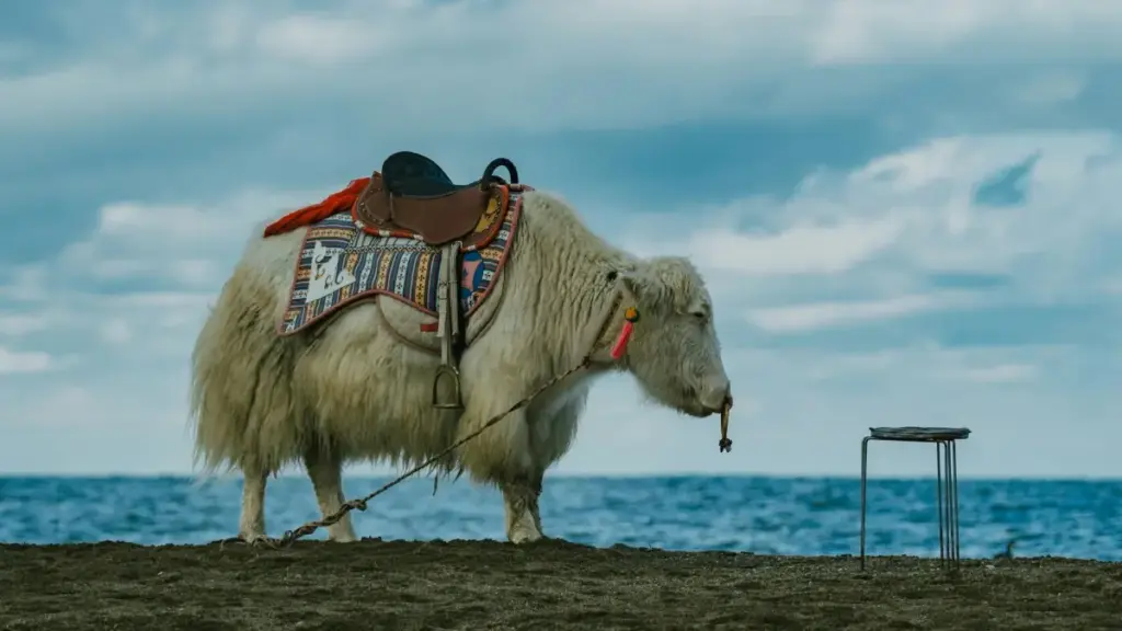 Norway ብራንድ ብJosh ንሕማቕ መዓልታዊ ልምዲ ናብ ተኸታታሊኻ ክትተላለፎ ዝሕግዝ ቀሊል መንገዲ፣ ስትራቴጂ፣ እና ምርጫ መልእኽቲ።