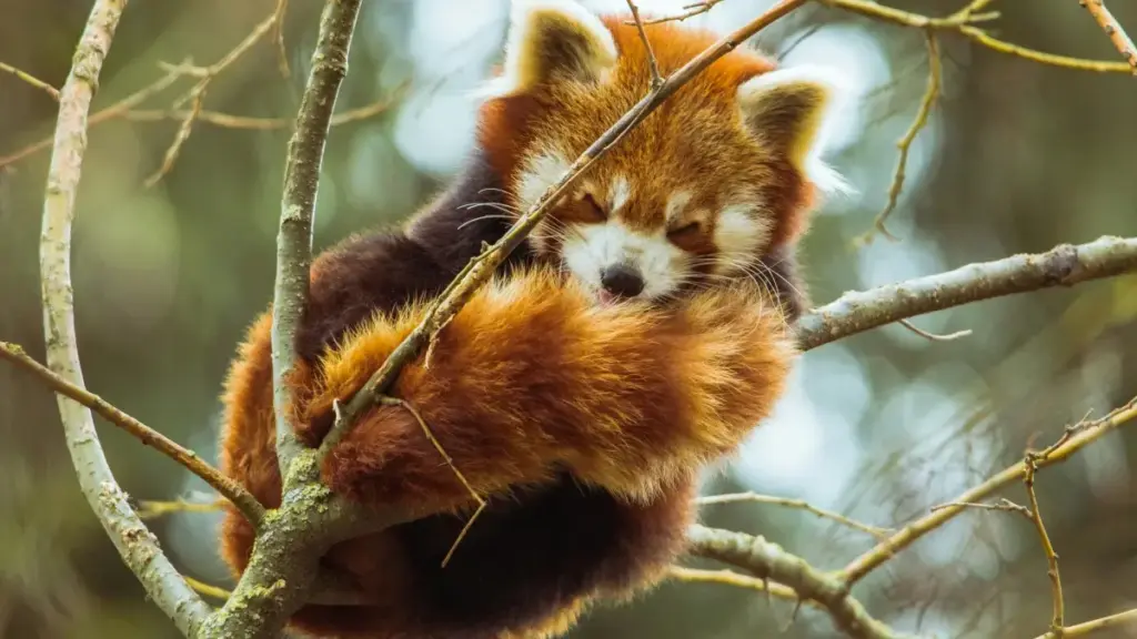 Russia branda t’Apple Music ምቕራብ ንክመስል ጠንካራ መንገዲ፣ ምስ ዲጂታል መወዳእታ መረዳእታ፣ ማሕበረሰብ እና ስምዒት ዘለዎ ትርጉም እዩ።