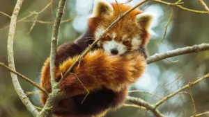 Russia branda t’Apple Music ምቕራብ ንክመስል ጠንካራ መንገዲ፣ ምስ ዲጂታል መወዳእታ መረዳእታ፣ ማሕበረሰብ እና ስምዒት ዘለዎ ትርጉም እዩ።