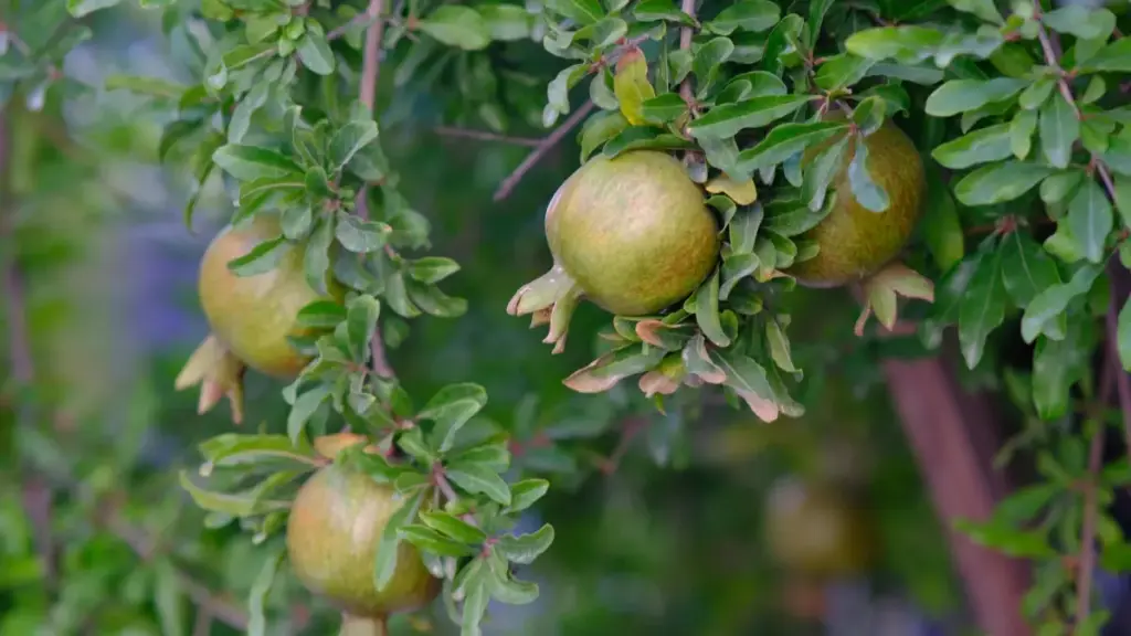 ቱርኪ ኢንስታ ክሬይተራት ን creator-led sales pushes ከመይ ከም ትረኽብ፣ መርሓ ስራሕ፣ ምርመራ ገበርቲ ሰባትን 2026 ትንበያን እዚ መዝገብ ይሕግዘካ።